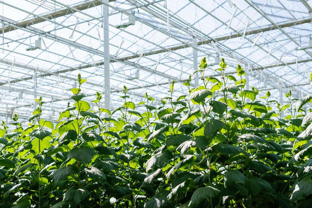 serra con piante di cetriolo in luce naturale - Foto, immagini