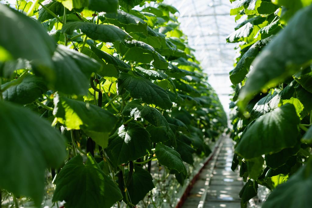 selective focus of cucumber plants in glasshouse, blurred foreground - Photo, Image