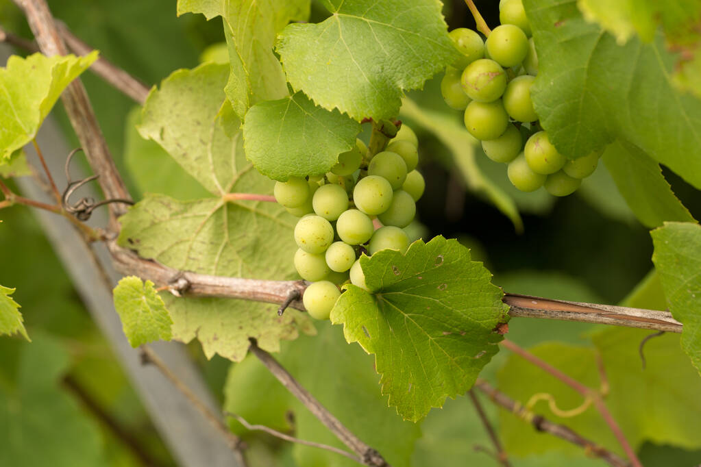 Groene bessen van jonge druiven in het vroege voorjaar - Foto, afbeelding