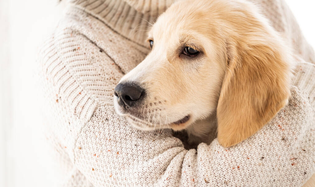 Rauhallinen kultainen noutaja koira - Valokuva, kuva