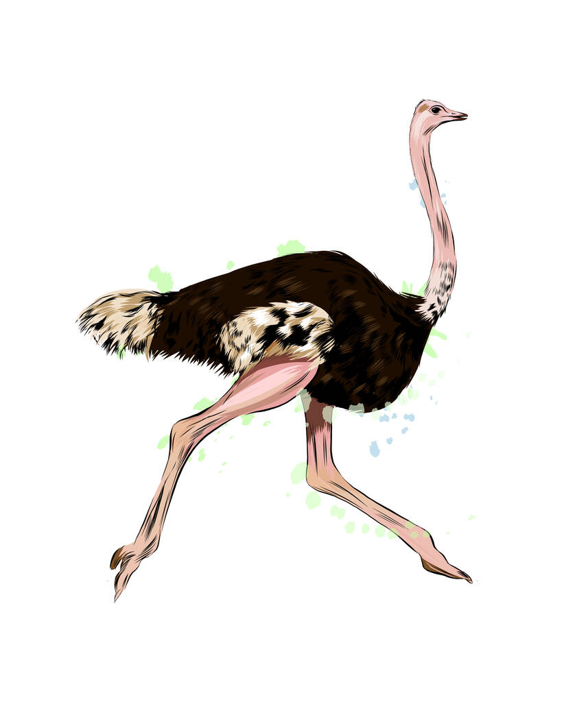 Avestruz de un chorrito de acuarela, dibujo en color, realista - Vector, imagen