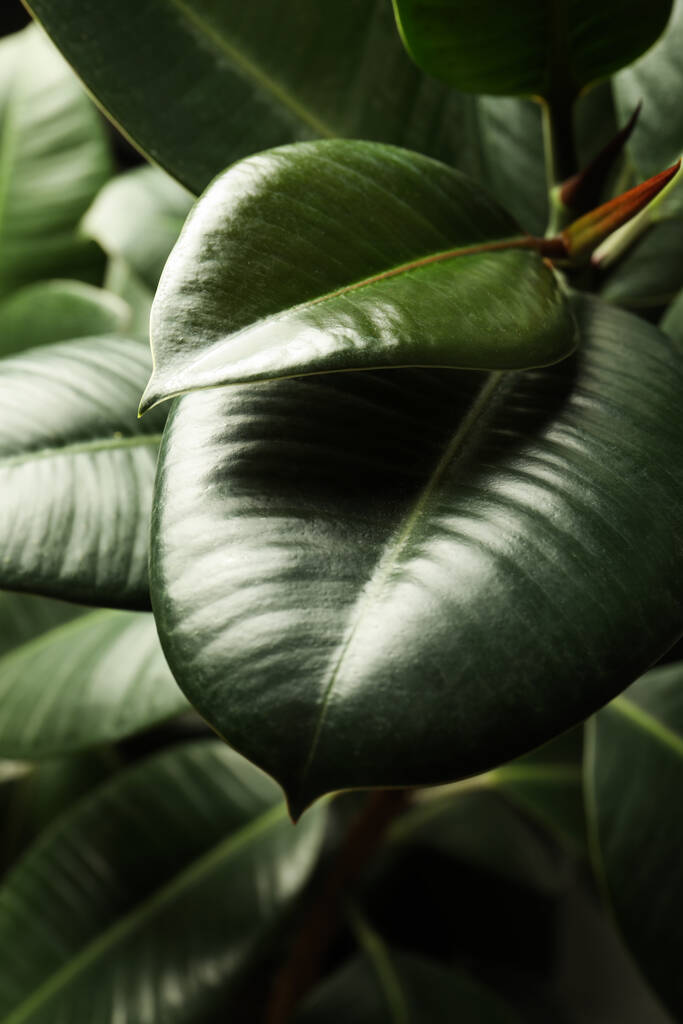 Ficus with lush leaves, closeup. Tropical plant - Photo, Image