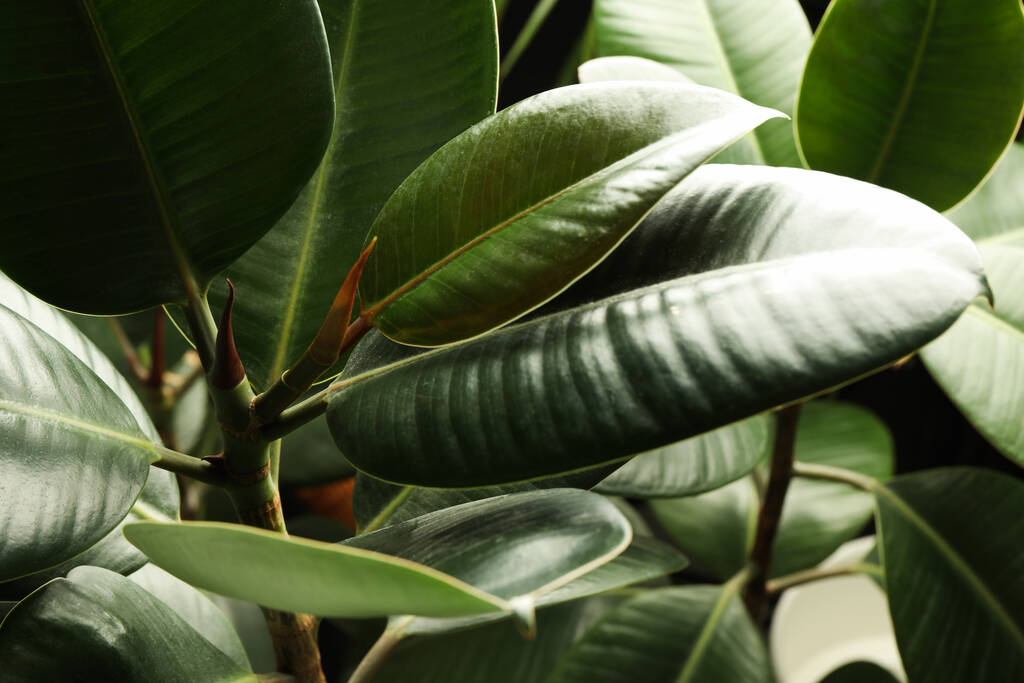 Ficus con hojas exuberantes, primer plano. Planta tropical - Foto, Imagen