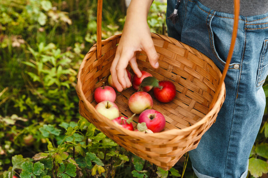 Летняя и осенняя активность. Выбрать ребенка и положить в корзину свежие органические сочные яблоки урожай в зеленом саду на открытом воздухе. Только фрукты - Фото, изображение