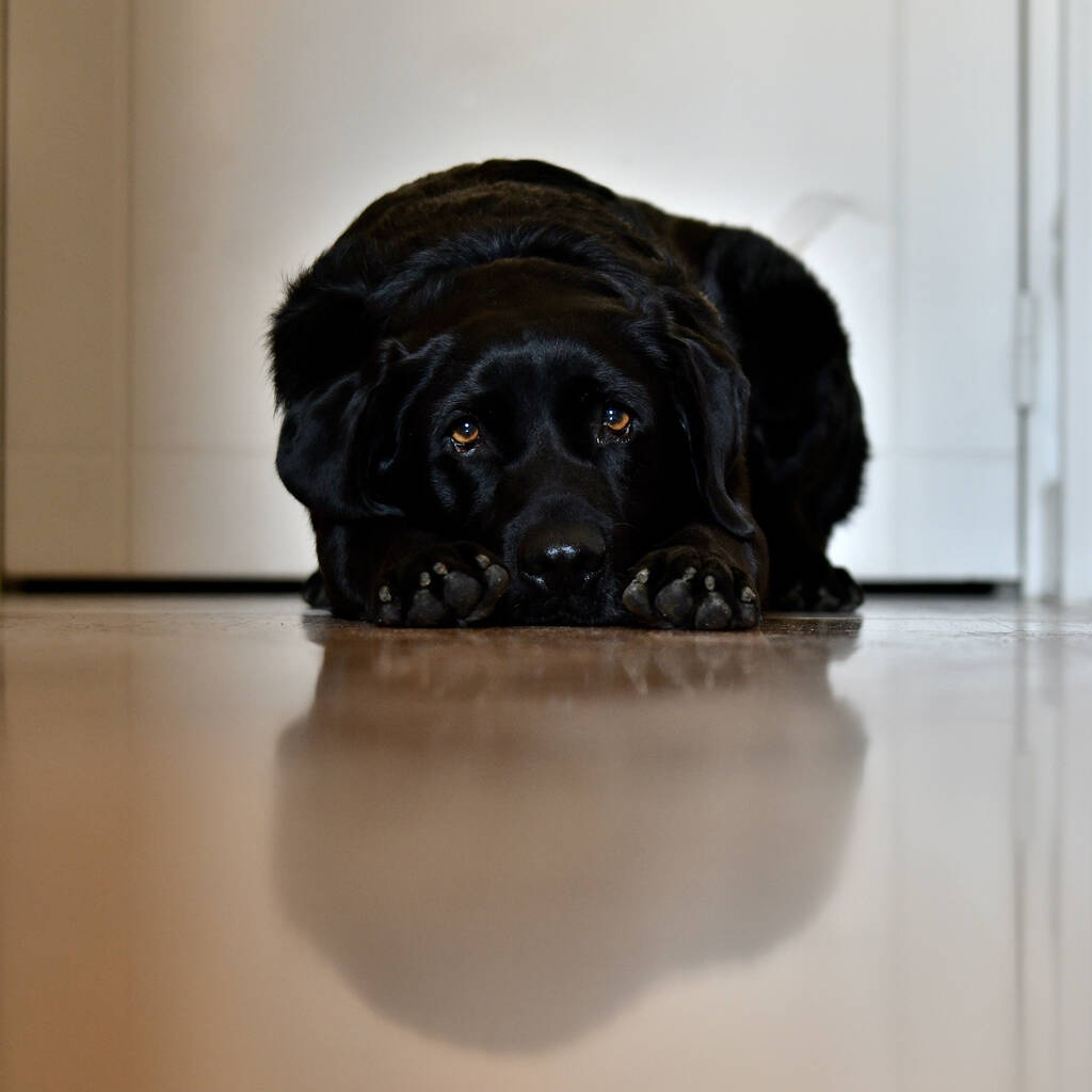 A vertical shot of a sad black labrador retriever lying down on the floor - Photo, Image