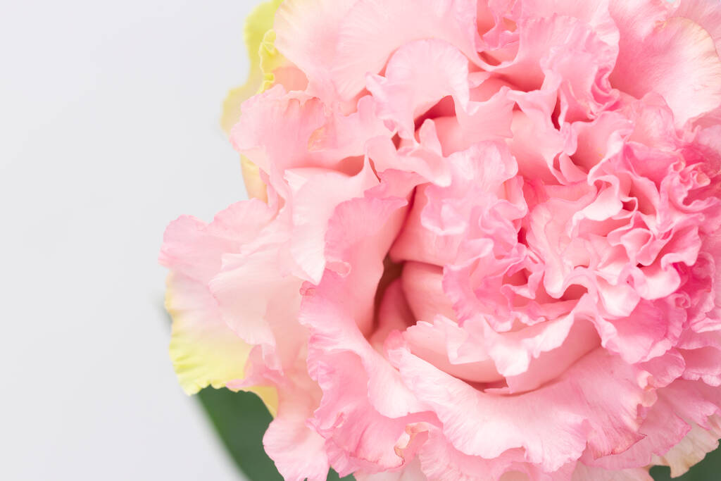 рожева квітка, білий фон
 - Фото, зображення