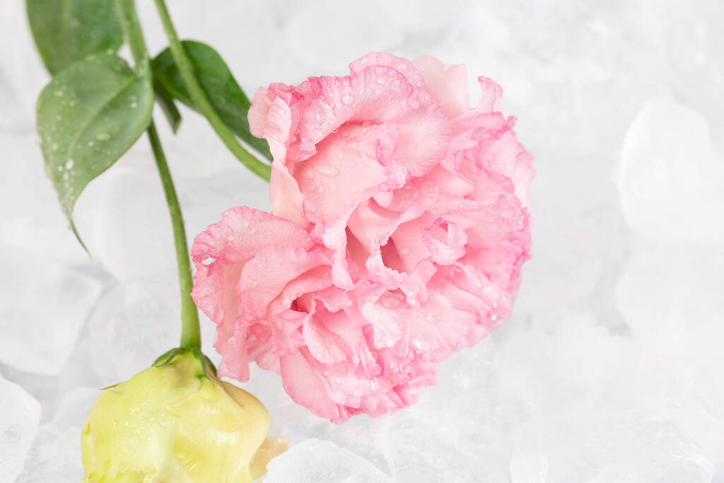 vaaleanpunainen kukka jäällä - Valokuva, kuva