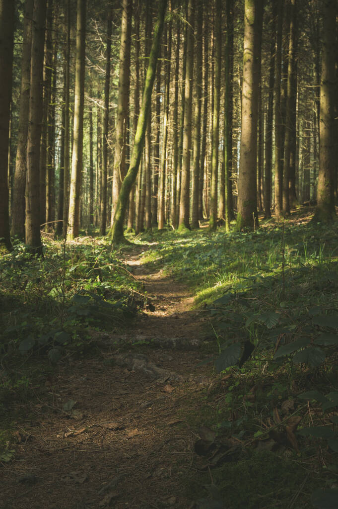 森の木々の中に輝く太陽の垂直ショット - 写真・画像