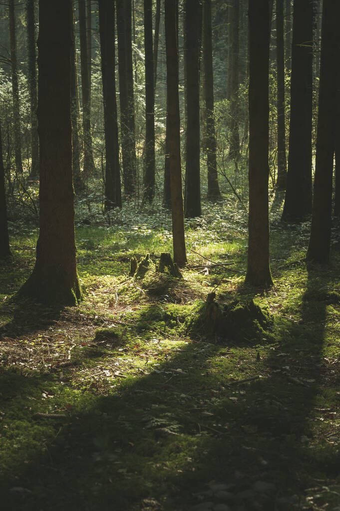 森の木々の中に輝く太陽の垂直ショット - 写真・画像