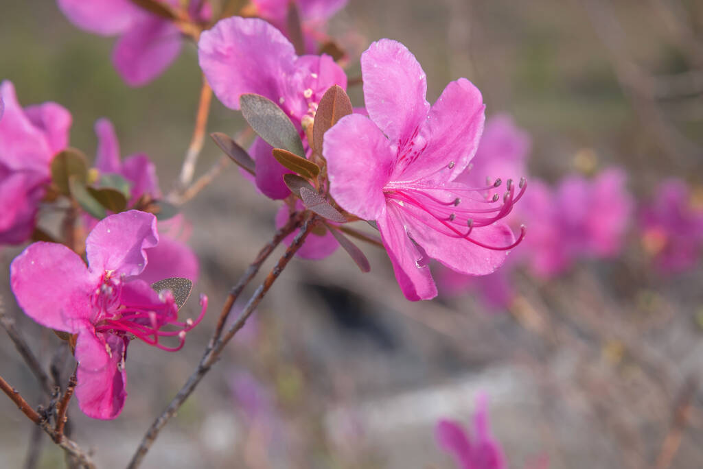 Όμορφο κλαδί από άγριο δενδρολίβανο της Σιβηρίας (Rhododendron Ledebour) με φωτεινά λεπτά ανοιξιάτικα ροζ μοβ λουλούδια κοντά σε θολή φόντο - Φωτογραφία, εικόνα