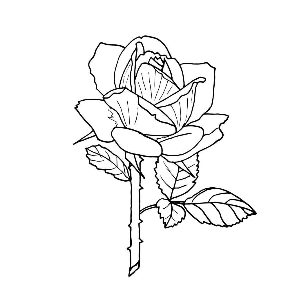  Róża konturowa odizolowana na białym tle w stylu bazgrołów. Wektorowa ilustracja botaniczna. - Wektor, obraz