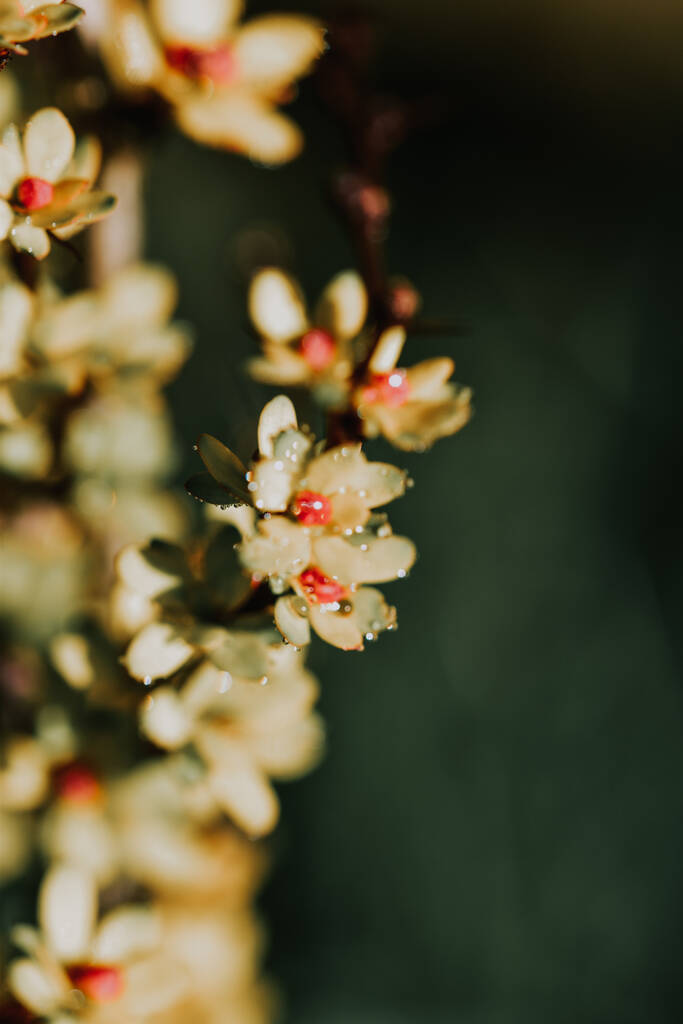 Un focus selettivo di fiori di ciliegio su un ramo d'albero su uno sfondo sfocato - Foto, immagini