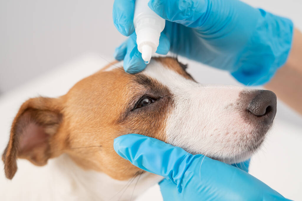 Tierärztin tropft Augentropfen auf Jack Russell Terrier Hund auf weißem Hintergrund. - Foto, Bild