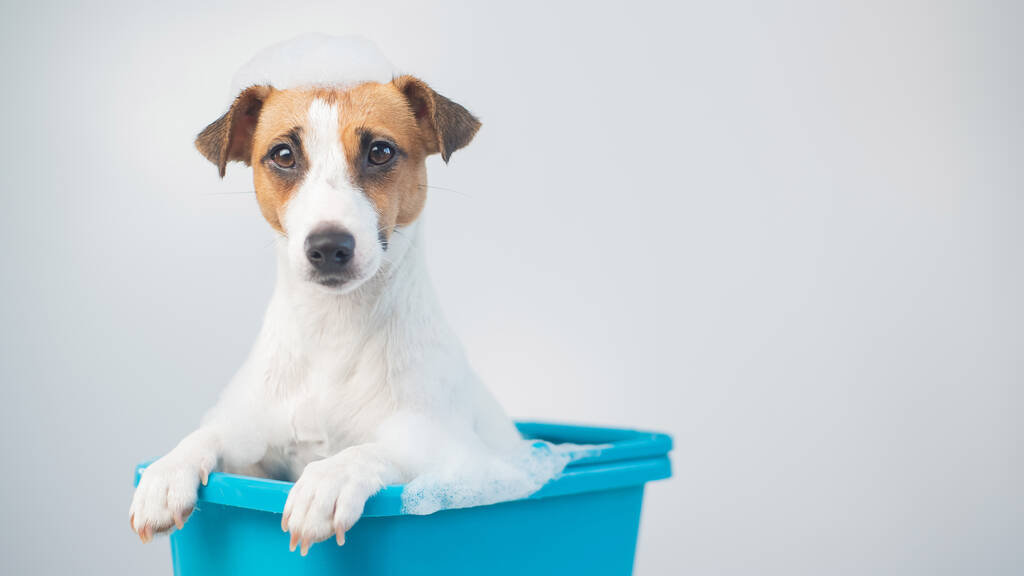 Αστεία φιλικό σκυλί Jack Russell terrier παίρνει ένα μπάνιο με αφρό σε λευκό φόντο - Φωτογραφία, εικόνα