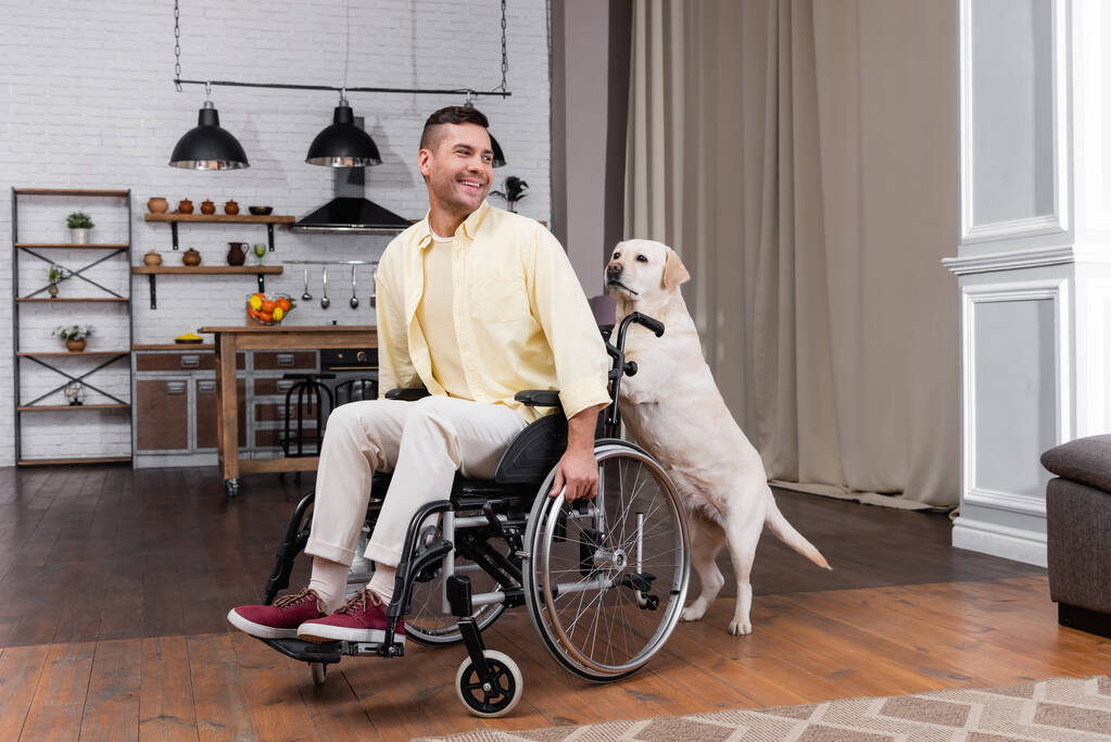 labrador hond duwen rolstoel met vrolijke, gehandicapte man - Foto, afbeelding