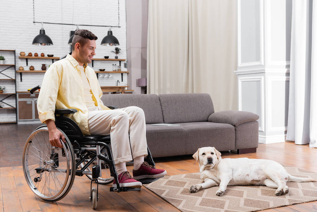 инвалид в инвалидной коляске улыбается, глядя на лежащего на ковре лабрадора - Фото, изображение