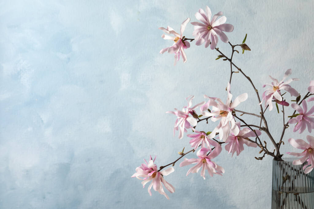 Rami di albero di Magnolia con bellissimi fiori in vaso di vetro su sfondo azzurro, primo piano. Spazio per testo - Foto, immagini