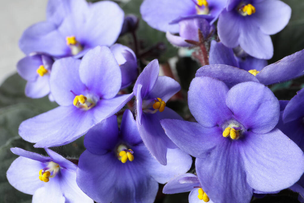 Lindas flores violetas, close-up. Planta para decoração de casa - Foto, Imagem