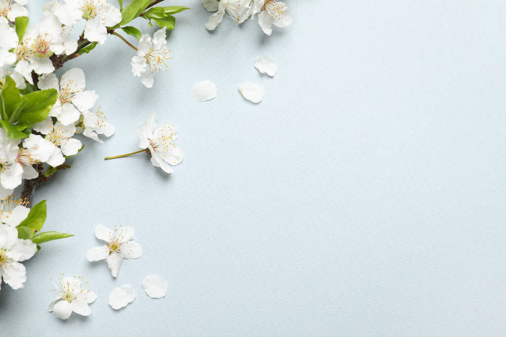 Квітучі гілки весняної ялинки як кордон на світлому фоні, плоска лежа. Простір для тексту
 - Фото, зображення