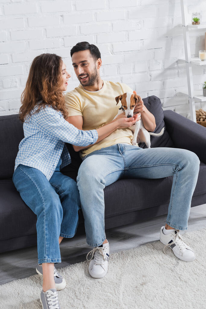 smiling interracial couple petting jack russell terrier in living room - Photo, Image