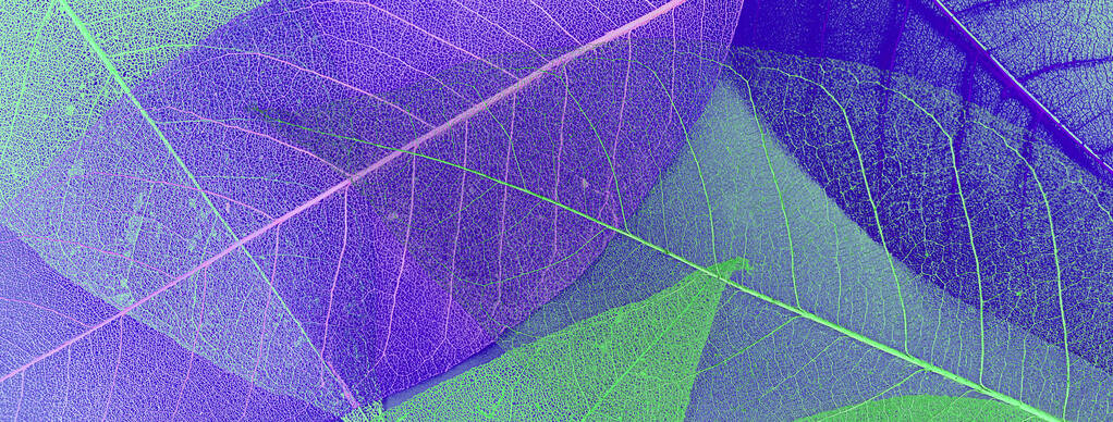 banner: skeleton magnolia leaf. abstract colorful composition as a background. cozy composition with space for tex - Photo, Image