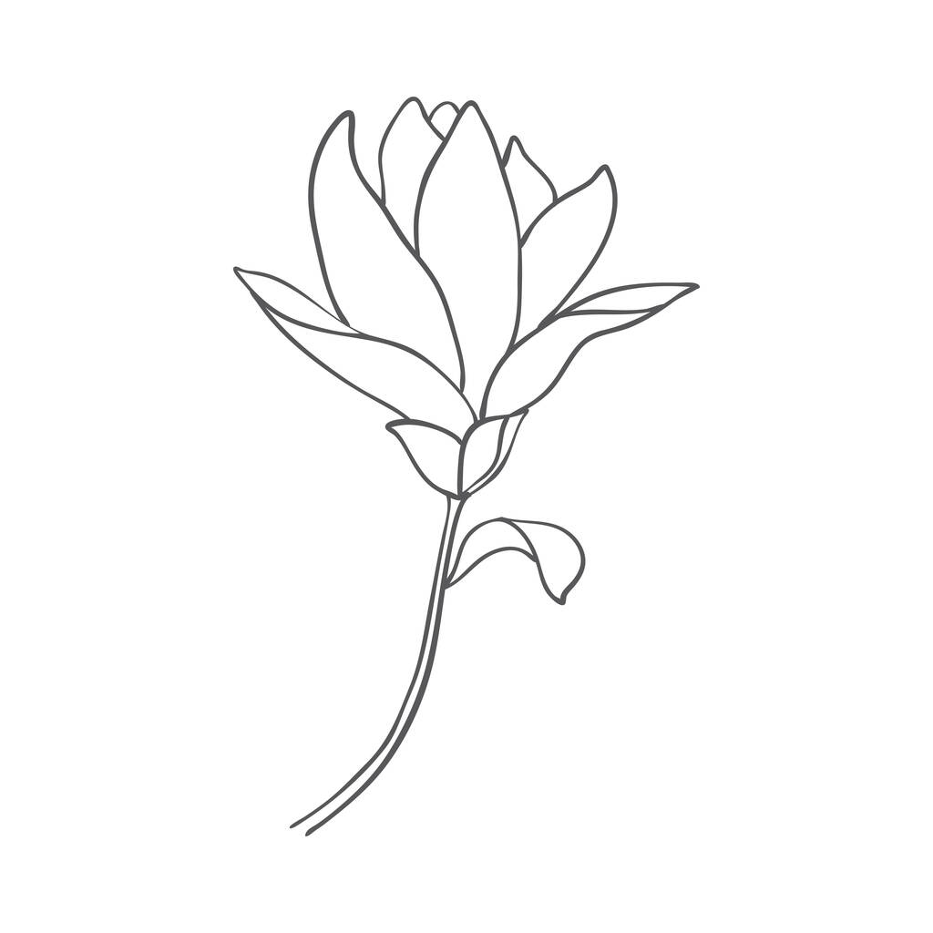 Sketch of graphic hand-drawn magnolia flower on a white background. Vector illustration. - Vector, Image