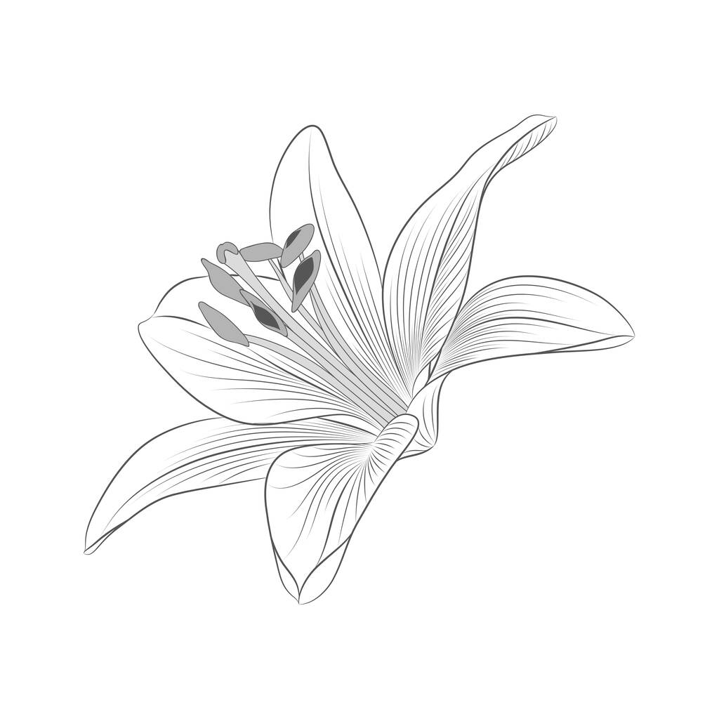 Abstract hand-drawn monochrome flower lily. Element for design. - Vector, Image