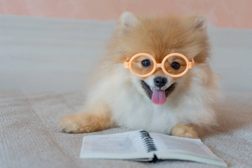 Ένας σκύλος από την Πομερανία διαβάζει ένα βιβλίο με γυαλιά - Φωτογραφία, εικόνα