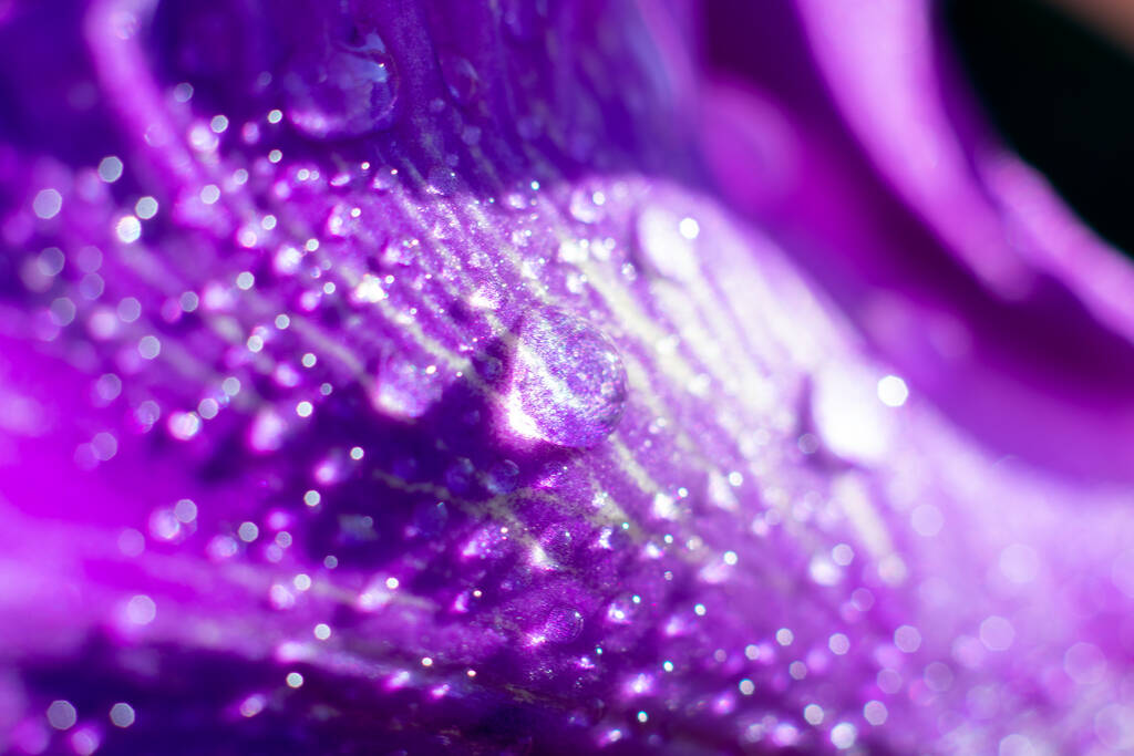 Cenário desfocado com gotas de água macro na superfície da pétala gladiolus - Foto, Imagem