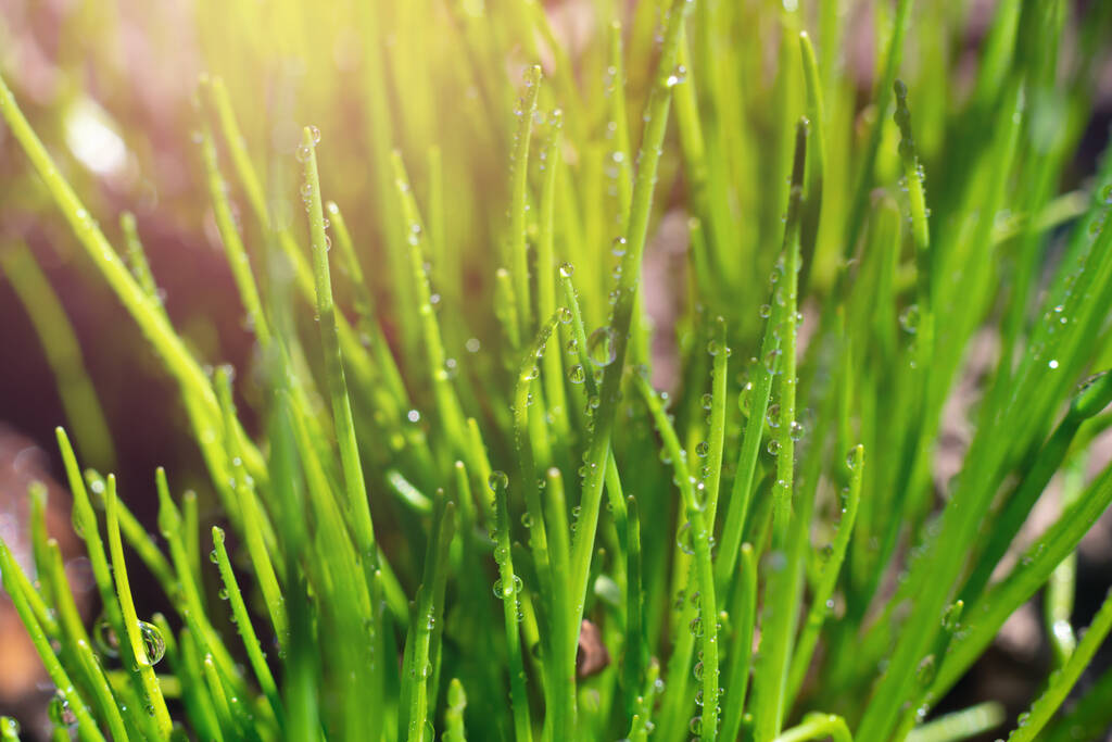Zelená šťavnatá cibule roste na zahradě za jasného slunečního světla. Mokrá rostlina s kapkami vody na listech - Fotografie, Obrázek