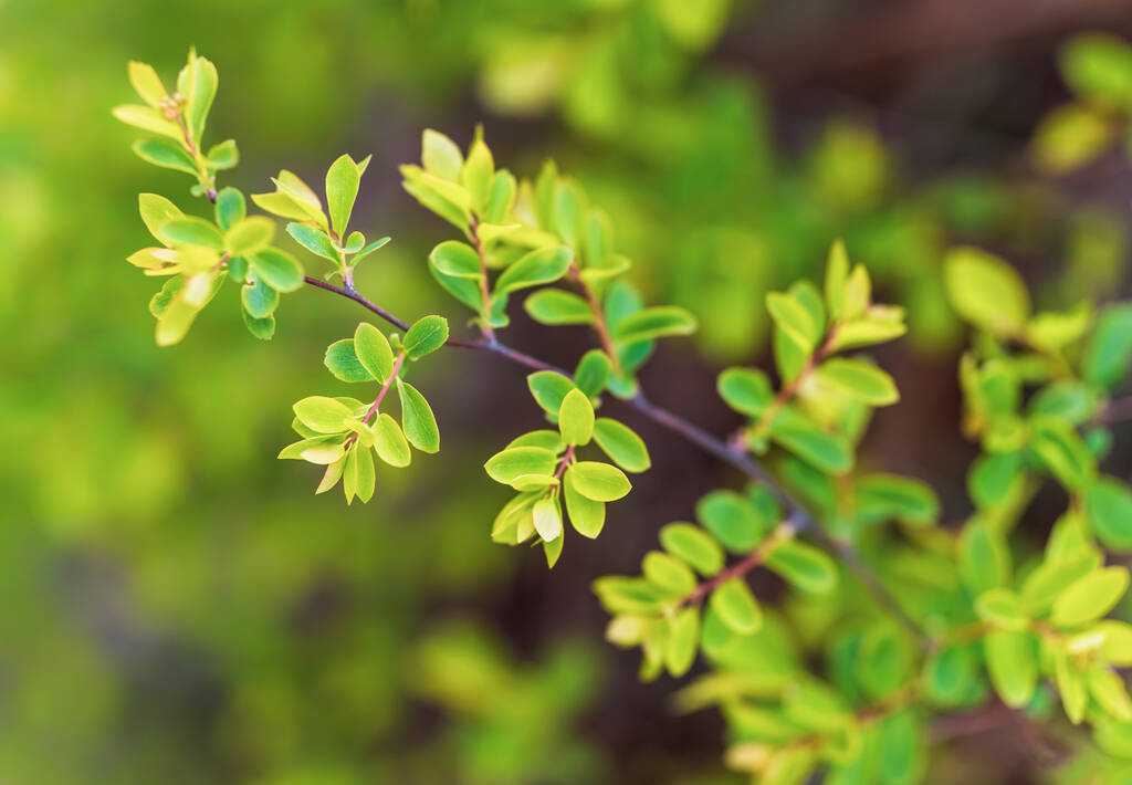 Een selectieve focus shot van verse groene bladeren op boomtakken in het voorjaar - Foto, afbeelding