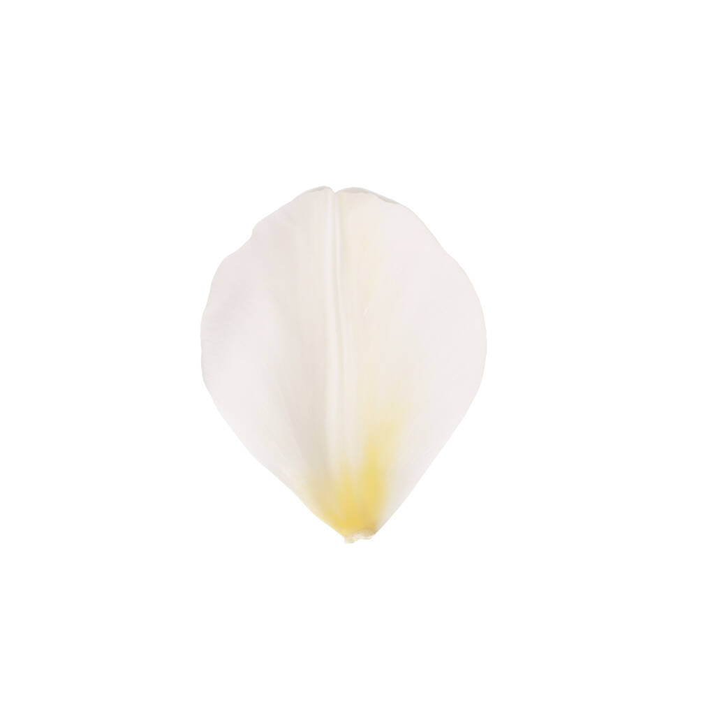 Linda pétala de tulipa fresca isolada em branco - Foto, Imagem
