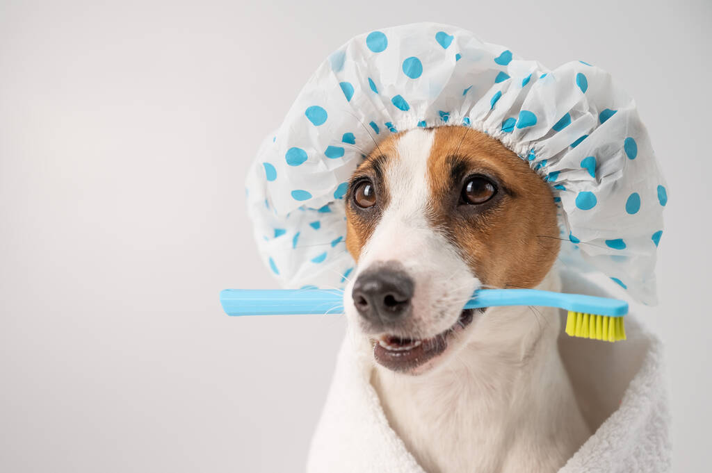 Πορτρέτο ενός σκύλου jack Russell τεριέ σε ένα καπέλο ντους και μια πετσέτα κρατώντας μια οδοντόβουρτσα στο στόμα του σε λευκό φόντο. - Φωτογραφία, εικόνα