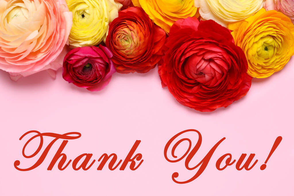 Prachtige ranunculus bloemen en tekst Dank u op roze achtergrond, plat lay. Wenskaart ontwerp - Foto, afbeelding