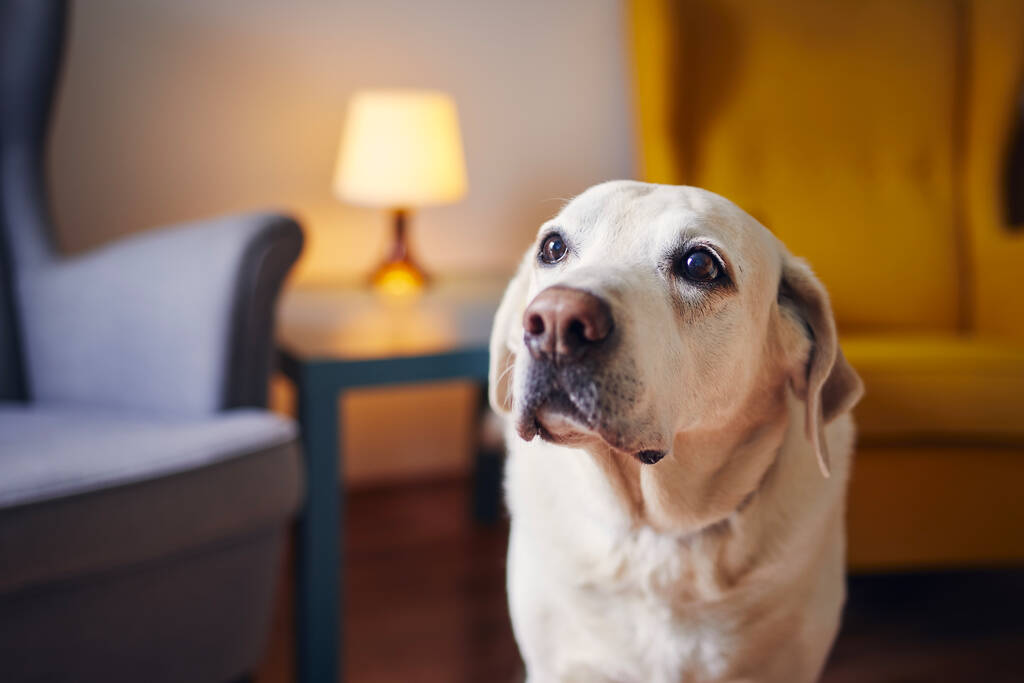 La vida doméstica con el perro. Retrato del lindo recuperador de labrador senior en casa. - Foto, imagen