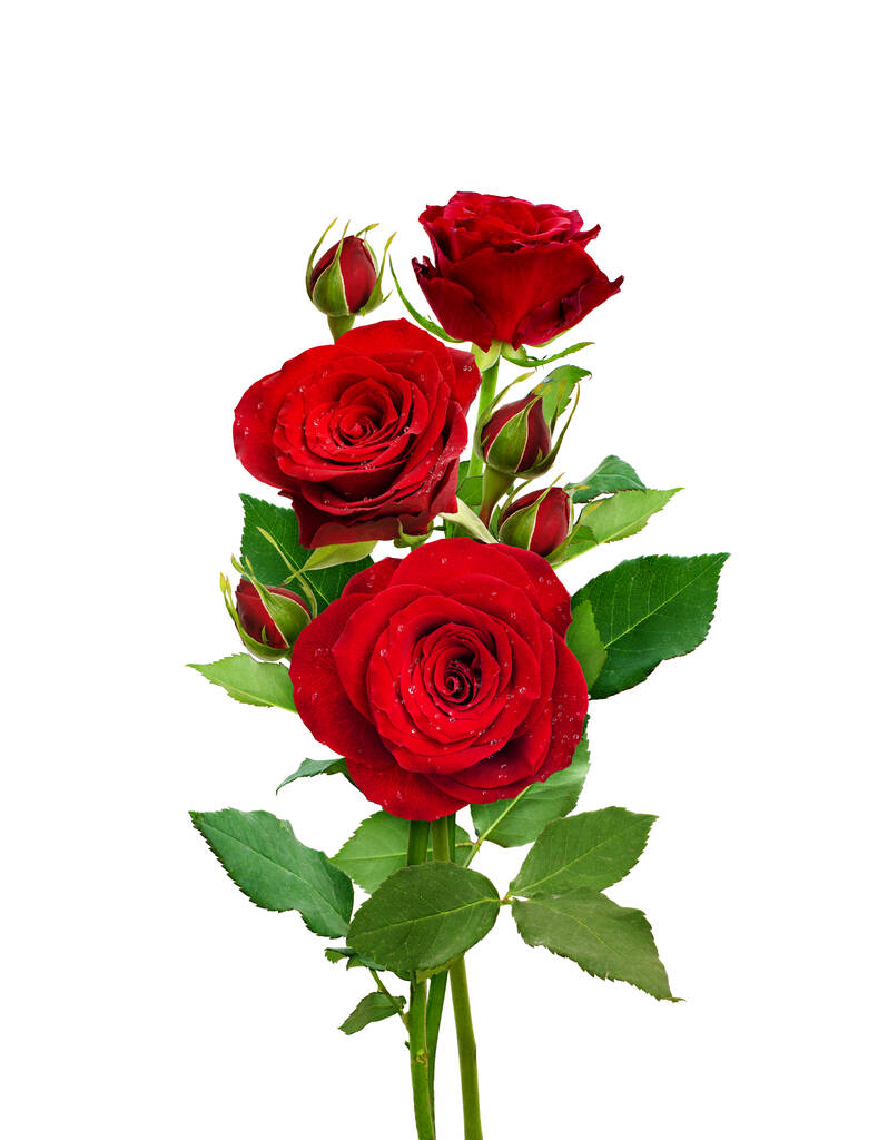 Bouquet di rose rosse isolato su bianco. Fiori e boccioli romantici. - Foto, immagini