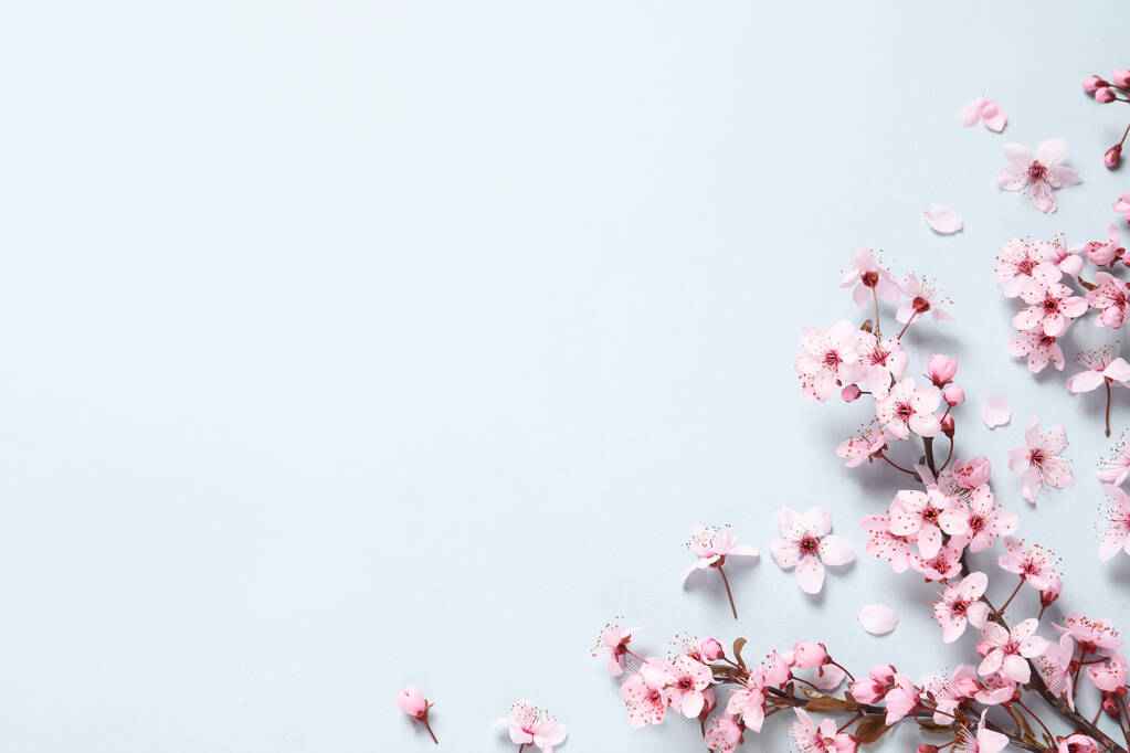 Třešňová větev s krásnými růžovými květy na světlém pozadí, plochá ležela. Mezera pro text - Fotografie, Obrázek
