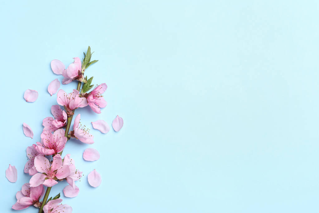 Açık mavi arka planda güzel sakura ağaçları çiçek açar. Metin için boşluk - Fotoğraf, Görsel