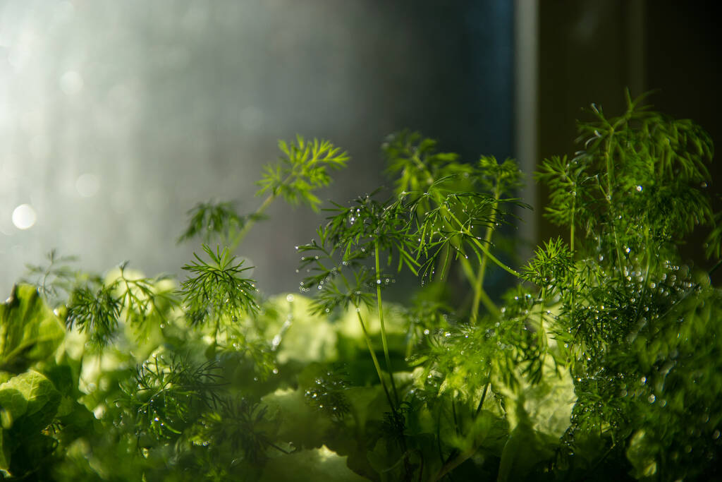 Frische Bio-Salatblätter und Dill, Nahaufnahme, atmosphärisch - Foto, Bild
