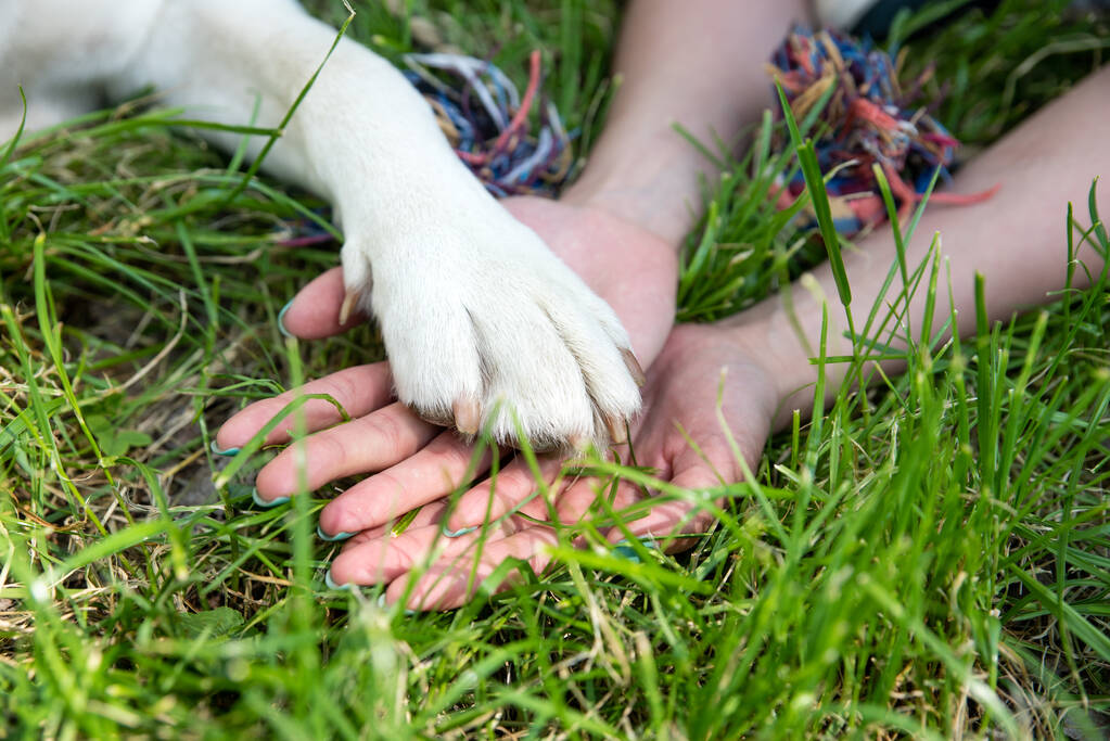 Üzerinde köpek pençesi olan bir kadının elleri insan ve köpeğin dostluğunu temsil eder. - Fotoğraf, Görsel