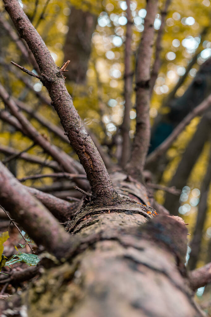 Un tiro de ángulo bajo de un tronco de un árbol a la luz del sol en el bosque - Foto, Imagen