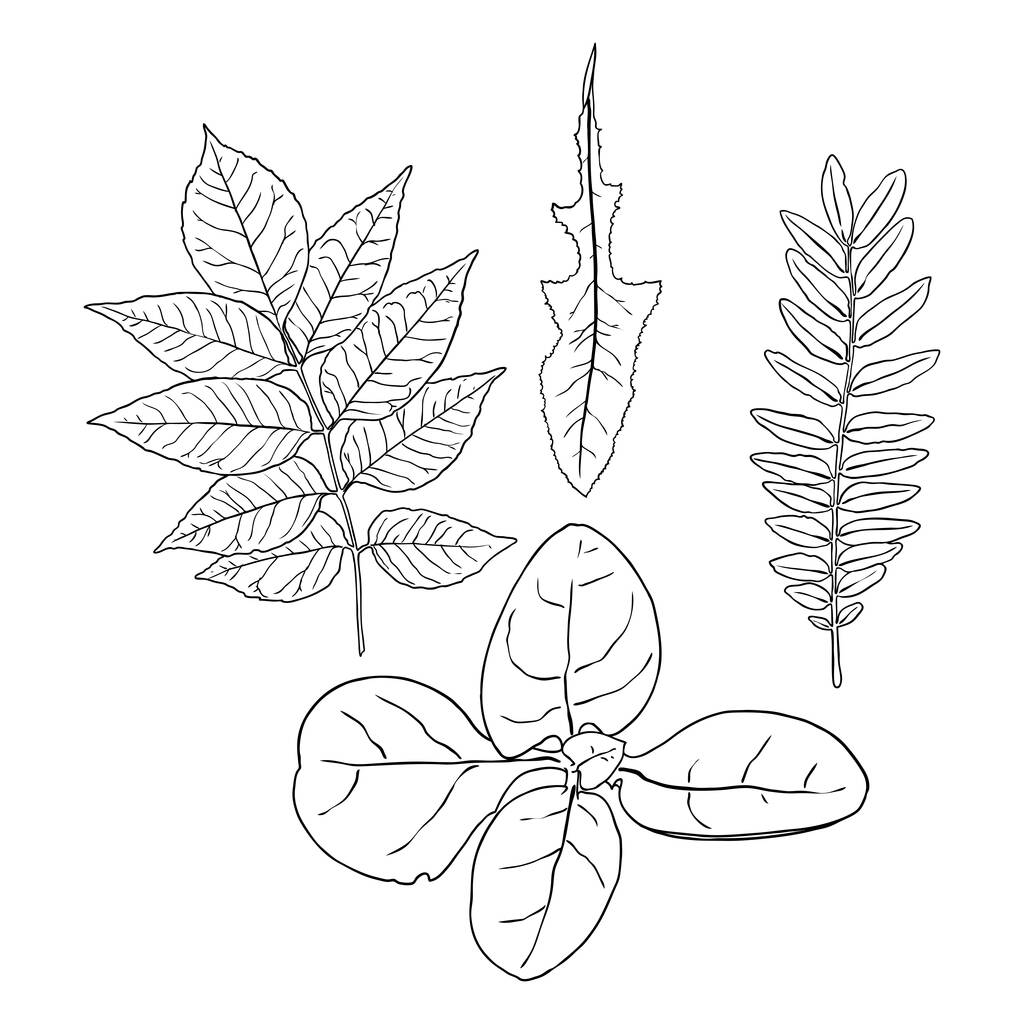 Floral design elements. Leaves with branches. Set of domestic greenery grass, home plant branches. Vector. - Vector, Image