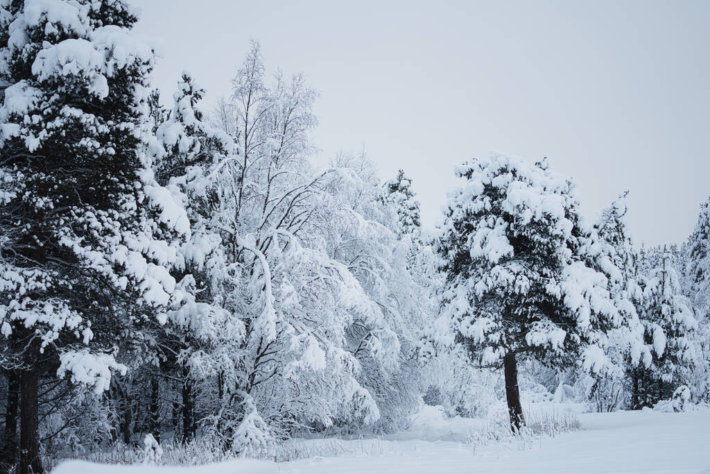 Красивый снежный пейзаж зимой - Фото, изображение