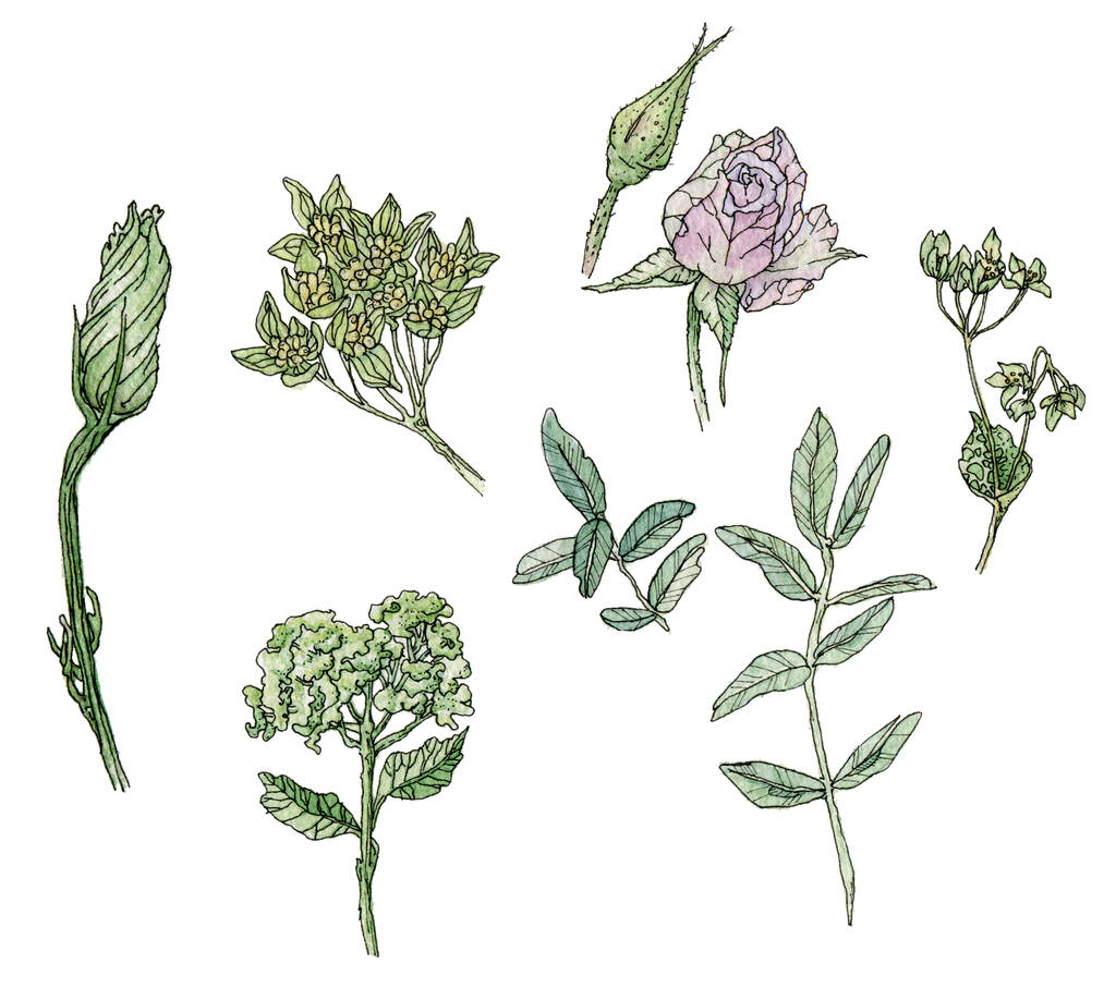 Aquarell-Set mit einzelnen Illustrationselementen aus grünen Blättern und Knospen, von Hand skizzenhaft mit Liner auf weißem Hintergrund gezeichnet. - Foto, Bild