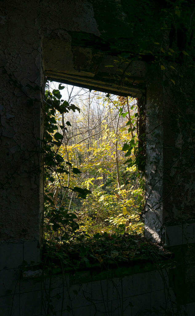 Maison abandonnée dans les bois. - Photo, image