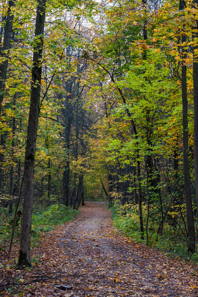 ösvény ősszel színes erdő - Fotó, kép