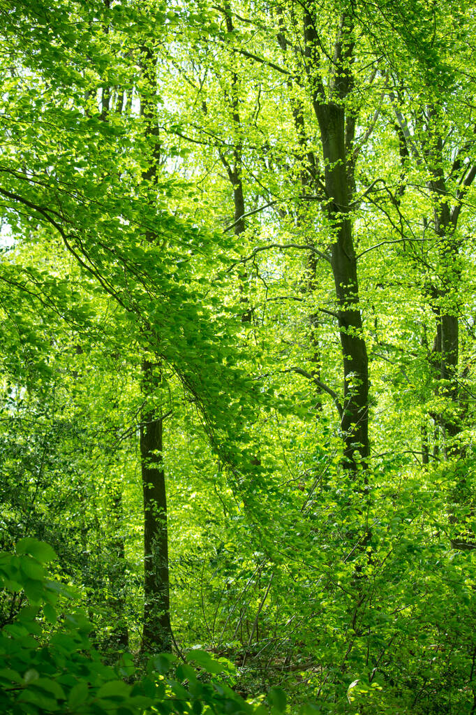 Гарний знімок свіжої зеленої рослинності в лісі на сонячний день
 - Фото, зображення