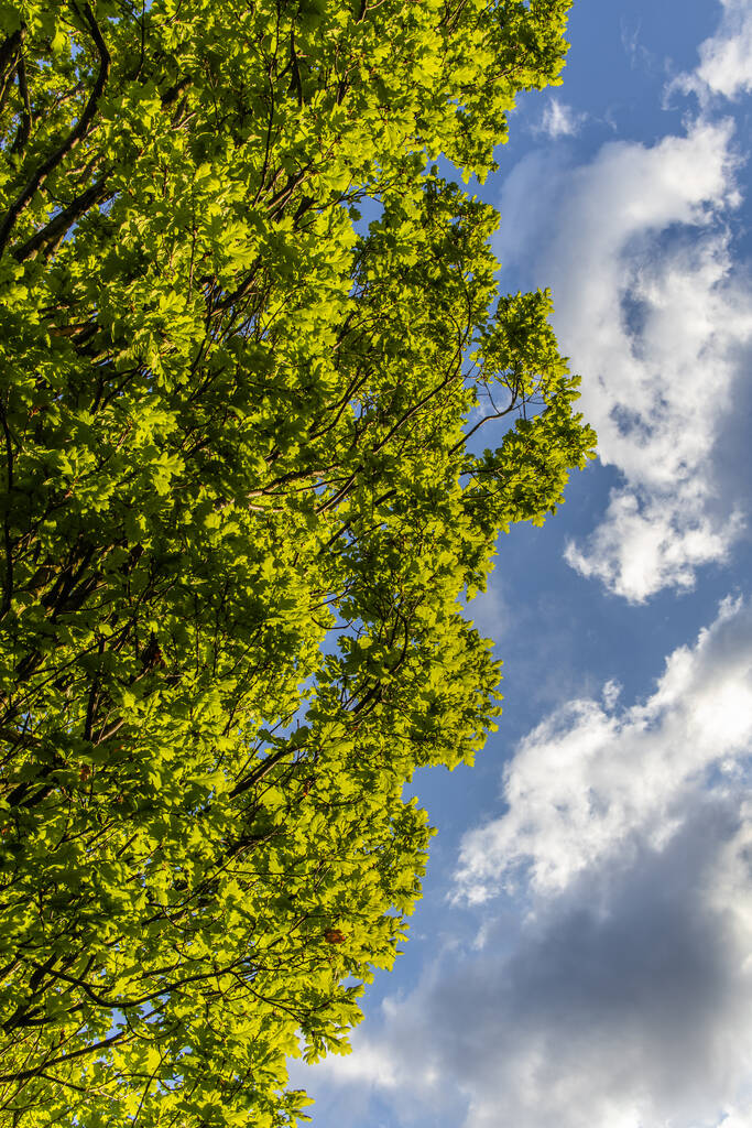 Un tiro de ángulo bajo de árboles de algodoncillo verde contra el cielo azul - Foto, Imagen