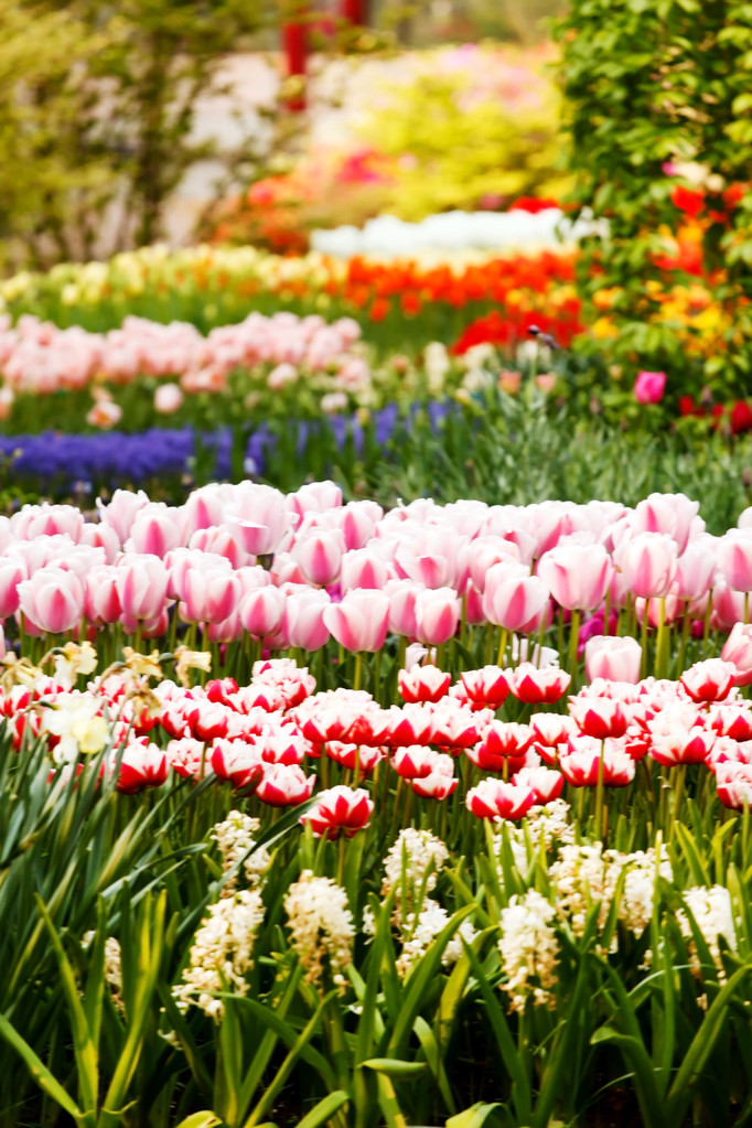 Jardín de primavera
 - Foto, Imagen