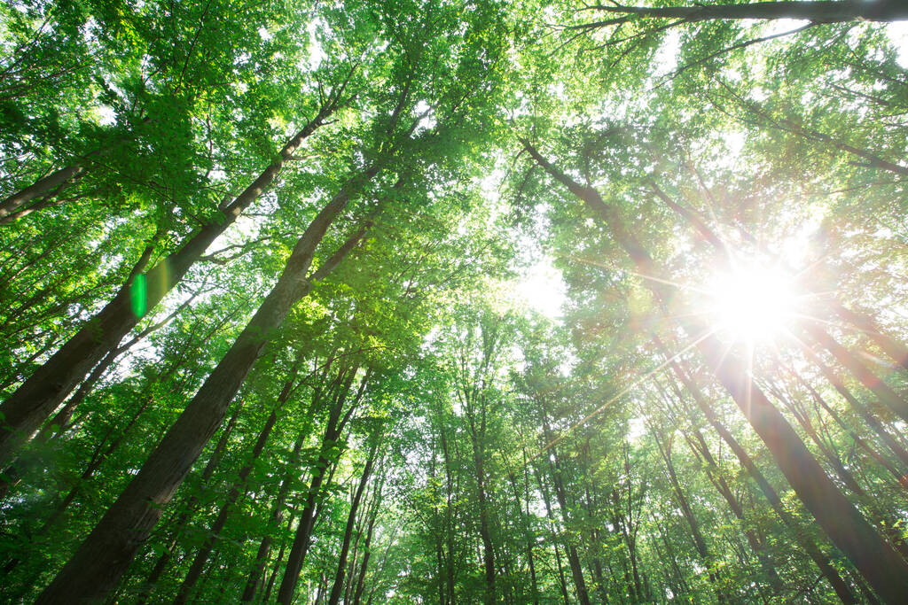 зеленые деревья леса. природа зеленая древесина солнечный свет фон - Фото, изображение